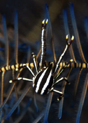 Portrait study of a Crinoid Squat Loster. Taken with D200... by David Henshaw 